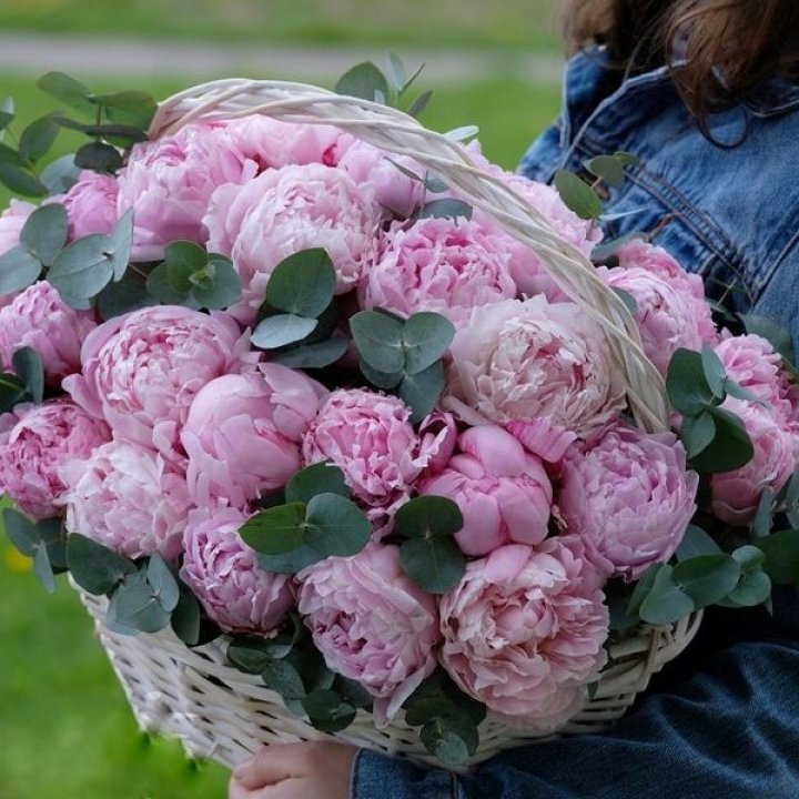 51 пион в корзине в Абу-Даби